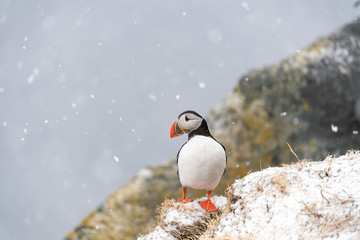 Atlantic Puffin (Fratercula arctica) portrait, Hornøya, Norway