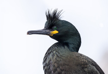 European shag, common shag (Phalacrocorax aristotelis) in snow at Hornøya, Norway