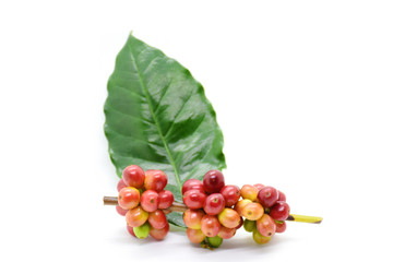 Coffee berries on green leaves, White background.