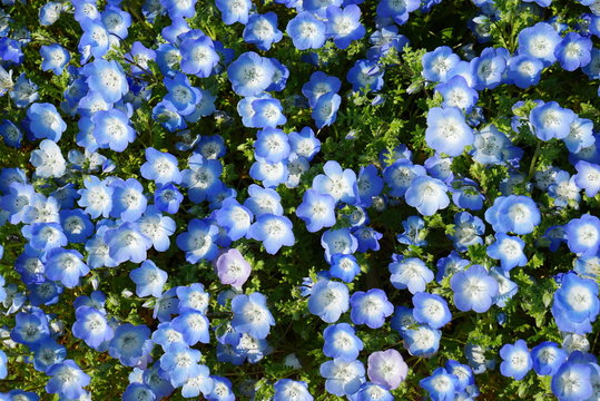 157 Best ネモフィラの花 Images Stock Photos Vectors Adobe Stock 157 Best ネモフィラの花 Images Stock Photos Vectors Adobe Stock