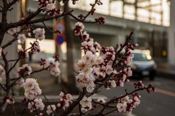 cherry blossom in spring