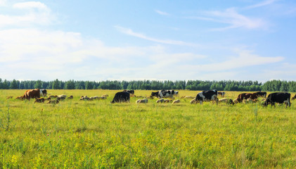 mixed herd of cows and sheep in the field