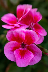 Fototapeta na wymiar Pink/red/purple Geranium