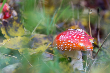 Fly amanita in autumn in forest, Finland