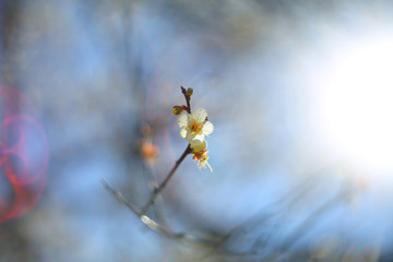 Beautiful plum blossoms are blooming beautifully at the end of the branches under the sunlight