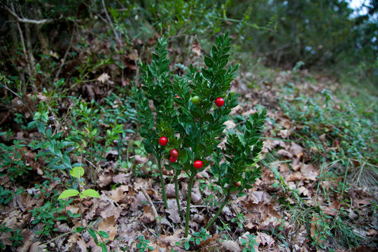 Rusco (Ruscus aculeatus L.)