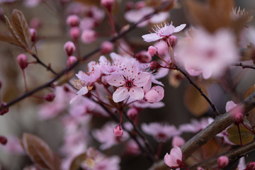 Kirschblüte, Kirschblütenfest, 2020