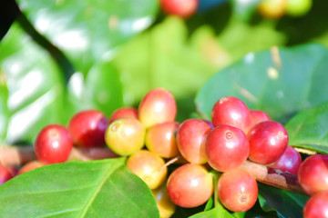 Coffee berries red green on branch and leaves in frame.