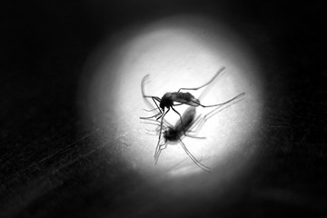 Spotlight shines on a mosquito on the stage