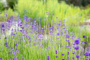 Fragrant purple lavender flowers close-up on blur green garden. Lavandula angustifolia, Lavandula officinalis background