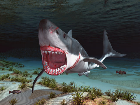 Weißer Hai in einer Unterwasserlandschaft