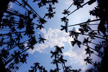 Looking up at the blue sky and white clouds surrounded by towering silhouettes of betel palm trees