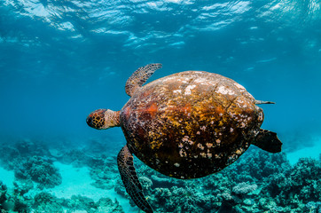 Sea turtle swimming in the wild among colorful coral reef