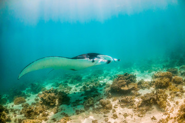 Fototapeta na wymiar Manta Ray swimming peacefully in the wild in clear blue water