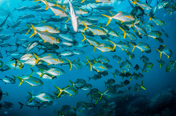 Fototapeta na wymiar Underwater image of schooling fish in clear blue ocean