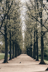path in a Copenhagen park