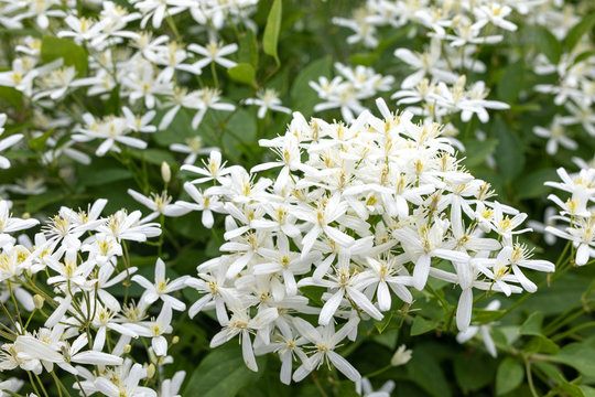 Small white fragrant flowers of Clematis recta or Clematis flammula or clematis Manchurian in summer garden closeup. Flowery natural background