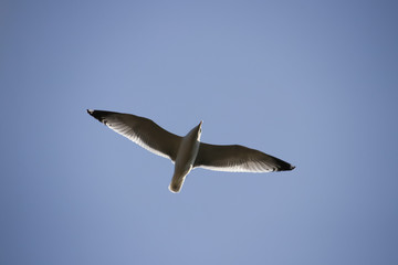 Seagull soars in a cloudless blue sky in spring in sunny weather, Moscow region