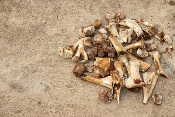 Smoked and marinated beef leg bone dog toy snack on isolated,Animal boneson the ground.