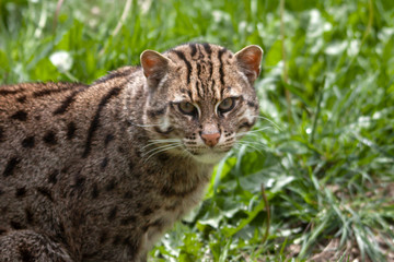 Chat Viverrin, chat pêcheur en gros plan