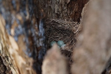 Secret bird nest of Common Blackbird (Turdus merula) with 4 turquoise colored eggs hidden in an old tree trunk