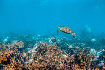 Obraz na płótnie Canvas Sea turtle swimming in the wild among colorful coral reef