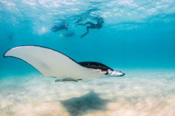Obraz na płótnie Canvas Manta Ray swimming in the wild with people swimming and observing from the surface