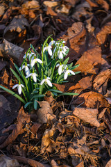 The snowdrop or common snowdrop (Galanthus nivalis) blooms. Snowdrop the first spring flowers. Flowers bloom after winter.