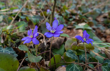 Drei kleine blühende Leberblümchen (lat.: Hepatica nobilis) in der Natur im Frühling
