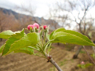 Pink blossom of a tree apple tree in a city park on a spring day. delicate flowers of apple trees, beautiful flowers on the garden