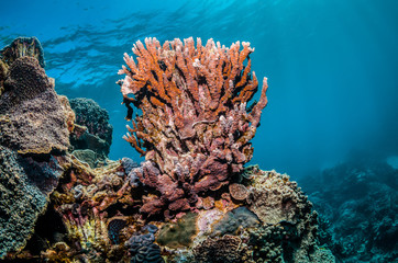 Underwater shot of colorful coral reef in clear blue water