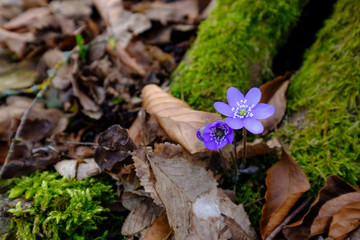 Blühendes Leberblümchen (lat.: Hepatica nobilis) im Vorfrühling an einem Baumstamm mit Moos