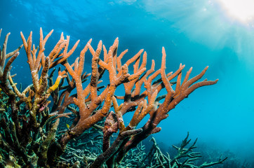 Fototapeta na wymiar Underwater shot of colorful coral reef in clear blue water