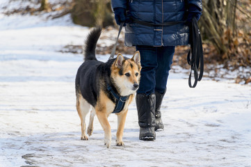 A man walks with a dog in the winter in the Park. Dog walking in winter.