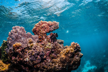 Naklejka na ściany i meble Underwater shot of colorful coral reef in clear blue water