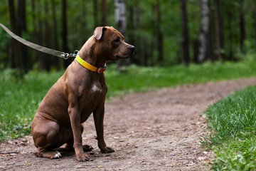 Adorable red dog walks outdoor at summer