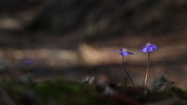 Flower hepatica transsilvanica in the forest