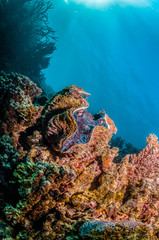 Plakat Sea clam resting among coral reef underwater