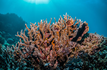 Fototapeta na wymiar Colorful hard coral reef in clear blue water