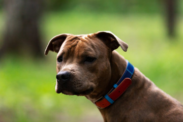 Adorable red dog walks outdoor at summer