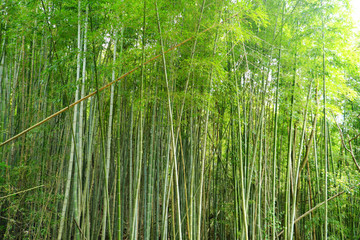 そびえ立つ大きな竹の集まり