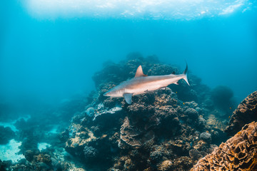 Grey Reef Shark Swimming in Clear Blue Ocean