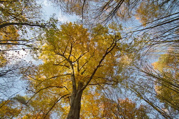Fototapeta premium Ein Blick nach oben zur Himmel durch die hohe Bäume. Ein Baum hat eine wesentlich grössere Krone, von Sonne gold gelb beleuchtet. Zwischen dem Baumspitzen der blaue Himmel mit kleine weisse Wolken.