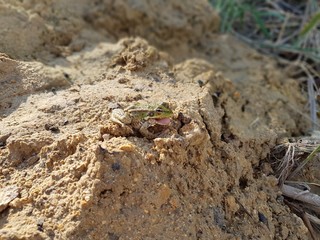 toad sings