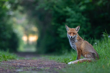 Naklejka na ściany i meble Junger Fuchs auf einem kleinen Weg am frühen Morgen