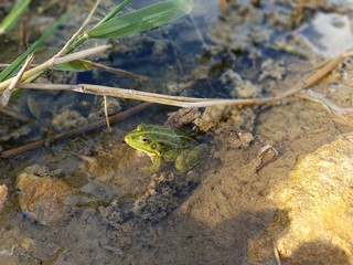 the toad is basking in the sun