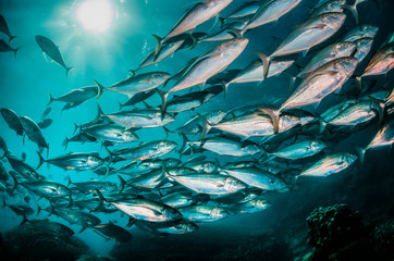 Schooling fish swimming in clear blue ocean