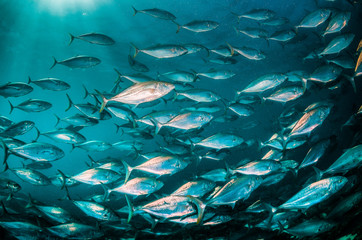 Fototapeta na wymiar Schooling silver fish swimming in clear blue ocean