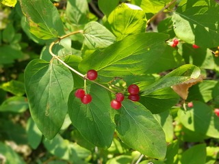 red currant bush