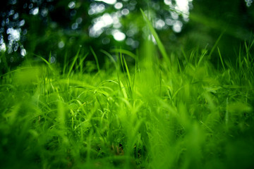 The green meadows in the park are covered with green grass